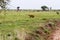 East African lionesses Panthera leo hunting in Serengeti