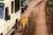 East African lionesses Panthera leo preparing to hunt