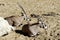 East African Oryx lying on the sand