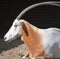 The East African oryx Oryx beisa,