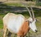 The East African oryx Oryx beisa,