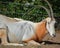 The East African oryx Oryx beisa,