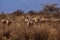 East African Oryx - Oryx beisa also Beisa, antelope from East Africa, found in steppe and semidesert throughout the Horn of Africa