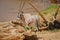 The East African oryx (Oryx beisa) stands behind the trunk of a dead tree.