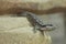East African spiny-tailed lizard (Cordylus tropidosternum)