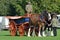 East Anglia Equestrian Fair pair of shire horses and cart in ring