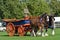 East Anglia Equestrian Fair pair of shire horses and cart showing in ring