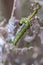 East Asian box hedge caterpillar eats its way through a box hedge, leaving a a shroud of webbing to hide from predat