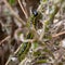 East Asian box hedge caterpillar eats its way through a box hedge, leaving a a shroud of webbing to hide from predat