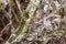 East Asian box hedge caterpillar eats its way through a box hedge, leaving a a shroud of webbing to hide from predat