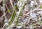 East Asian box hedge caterpillar eats its way through a box hedge, leaving a a shroud of webbing to hide from predat