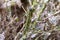 East Asian box hedge caterpillar eats its way through a box hedge, leaving a a shroud of webbing to hide from predat