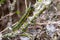 East Asian box hedge caterpillar eats its way through a box hedge, leaving a a shroud of webbing to hide from predat