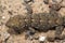 East Canary gecko Tarentola angustimentalis.