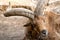 East Caucasian tur or Daghestan tur Capra cylindricornis close-up portrait on natural background