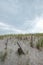 East coast beach storm fence protecting tall sand dunes