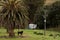 East Coast, New Zealand scene with palm, horse and old campervan