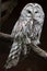 East European Ural owl Strix uralensis uralensis