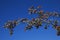 East hawthorn Crataegus orientalis , branch with fruits