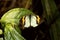 East Himalayan Yellow Orange-tip butterfly, Ixias pyrene familiaris, Satakha