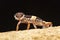 The East Indian leopard gecko, Eublepharis hardwickii.
