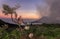 East Java, Indonesia June 2015: Kawah Ijen sulphur miner at sunset resting in a tree after finishing his mining activities for the