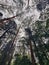 East Java, Indonesia - June 25, 2023 : tall big trees and blue sky in Mojosemi Forest Park, East Java