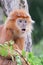 The East Javan langur