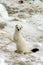 East siberian ermine in the winter.