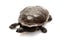 East snake-necked turtle