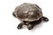 East snake-necked turtle