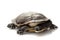 East snake-necked turtle