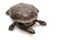 East snake-necked turtle