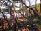 East Sooke Regional Park, Vancouver Island, Arbutus Trees, Arbutus menziesii, in Evening Sun Light, British Columbia, Canada