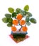 East souvenir tangerine tree