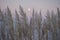 Eastbourne, East Sussex - fluffy reed and pink skies.