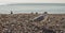 Eastbourne, England, East Sussex, the UK - seagull on the beach.