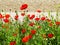 Eastbourne\'s poppies