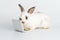 Easter animal bunny education technology concept. Adorable furry baby little white brown rabbit looking at laptop learn something