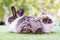 Easter animal concept. Two adorable fluffy rabbits bunny sitting togetherness on the green grass