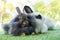 Easter animal concept. Two adorable fluffy rabbits bunny sitting togetherness on the green grass