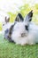 Easter animal concept. Two adorable fluffy rabbits bunny sitting togetherness on the green grass