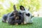 Easter animal concept. Two adorable fluffy rabbits bunny sitting togetherness on the green grass