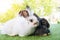 Easter animal concept. Two adorable fluffy rabbits bunny sitting togetherness on the green grass