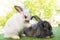 Easter animal concept. Two adorable fluffy rabbits bunny sitting togetherness on the green grass