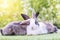 Easter animal concept. Two adorable fluffy rabbits bunny sitting togetherness on the green grass