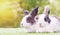 Easter animal concept. Two adorable fluffy rabbits bunny sitting togetherness on the green grass