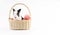Easter animal and decoration concept. Little cute rabbit bunny black and white sitting in basket with color eggs over isolated