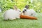 Easter animals family bunny concept. Two adorable newborn white, brown and gray baby rabbit eating fresh orange carrot white