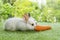 Easter animals family bunny concept. Two adorable newborn white, brown and gray baby rabbit eating fresh orange carrot white